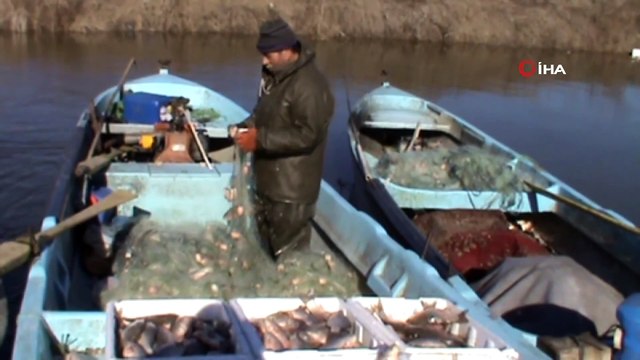 Manyas gölünde sazan bolluğu