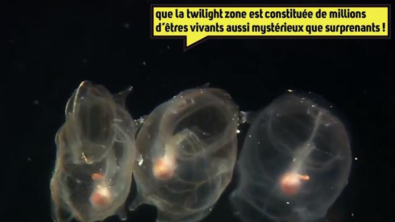 Bienvenue dans la twilight zone des océans !