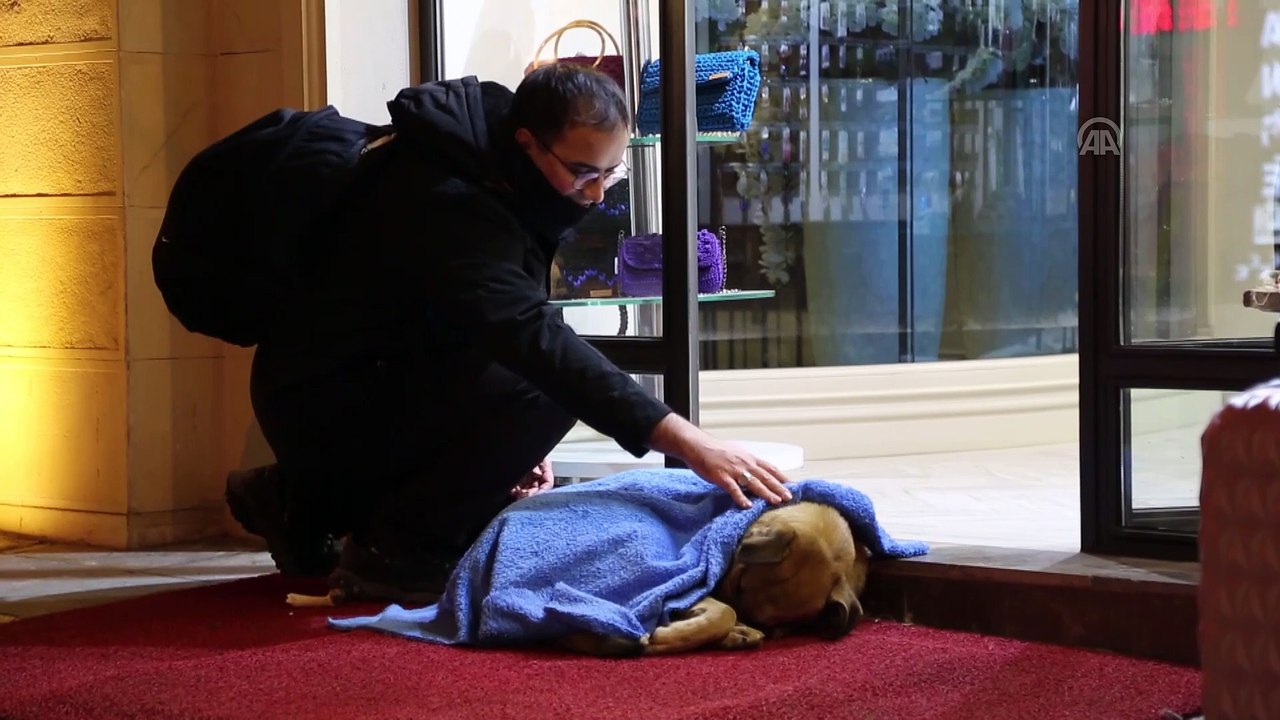 Uyuyan sokak hayvanlarının üstüne battaniye örtüyorlar - İSTANBUL