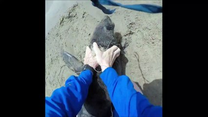 Deux kayakistes aident une otarie emprisonnée d'un anneau de plastique autour du cou