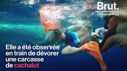 Deep Blue, un gigantesque requin blanc, parmi les plus grands jamais signalés