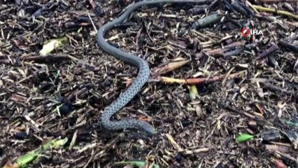 Sular altında kalan tarlalarda ortaya çıkan yılanlar tedirgin ediyor