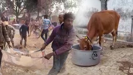 अमेठी में बछड़े के 'बर्थडे पार्टी' पर बांटे गए 10 हजार कार्ड, 25 हजार लोगों की बड़ी दावत का इंतजाम