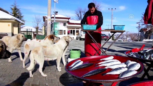 Sokak köpekleri seyyar balıkçının yolunu gözlüyor - KONYA