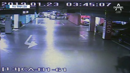 주차장에 출몰해 ‘아수라장’…부산 ‘멧돼지 경보’