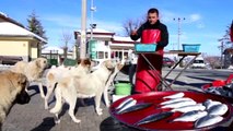Sokak Köpekleri Seyyar Balıkçının Yolunu Gözlüyor