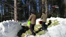 Karda yiyecek bulamayan yaban hayvanları için yem bıraktılar