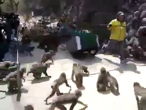Quand des centaines de singes deviennent fous dans un zoo au moment du repas