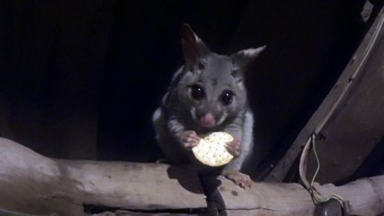 Ce petit écureuil Australien qui mange sur une branche est adorable