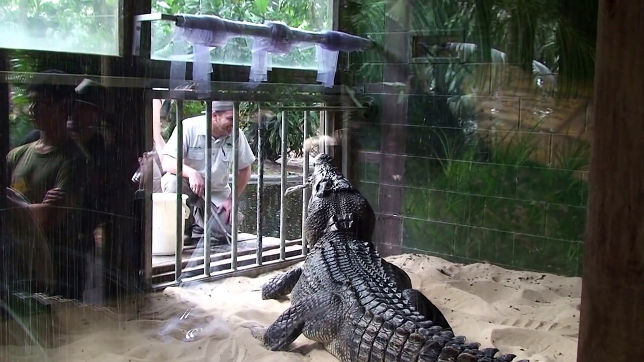 L'heure du repas pour ce très gros crocodile