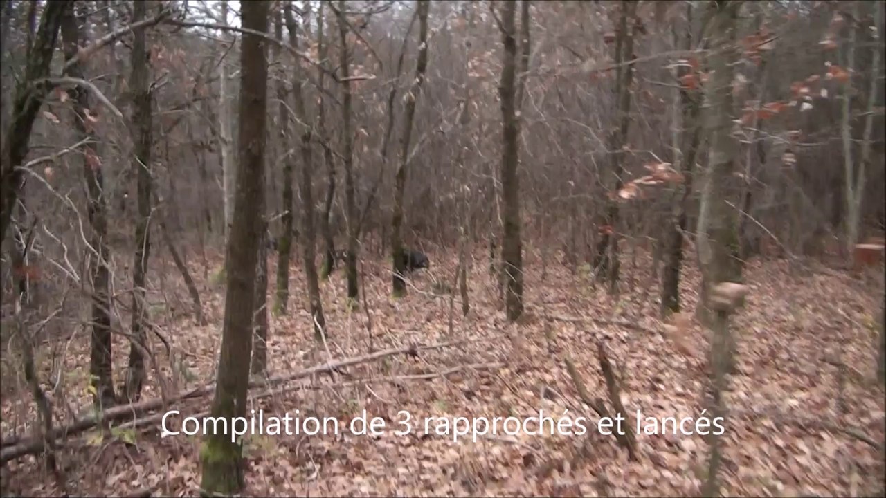 Chasse au lièvre avec des bassets bleu de Gascogne