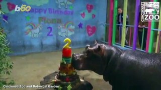 Fiona the Hippo turns two in style