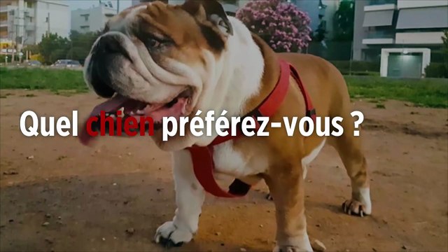 Quel est le chien préféré des Français en 2018 ?