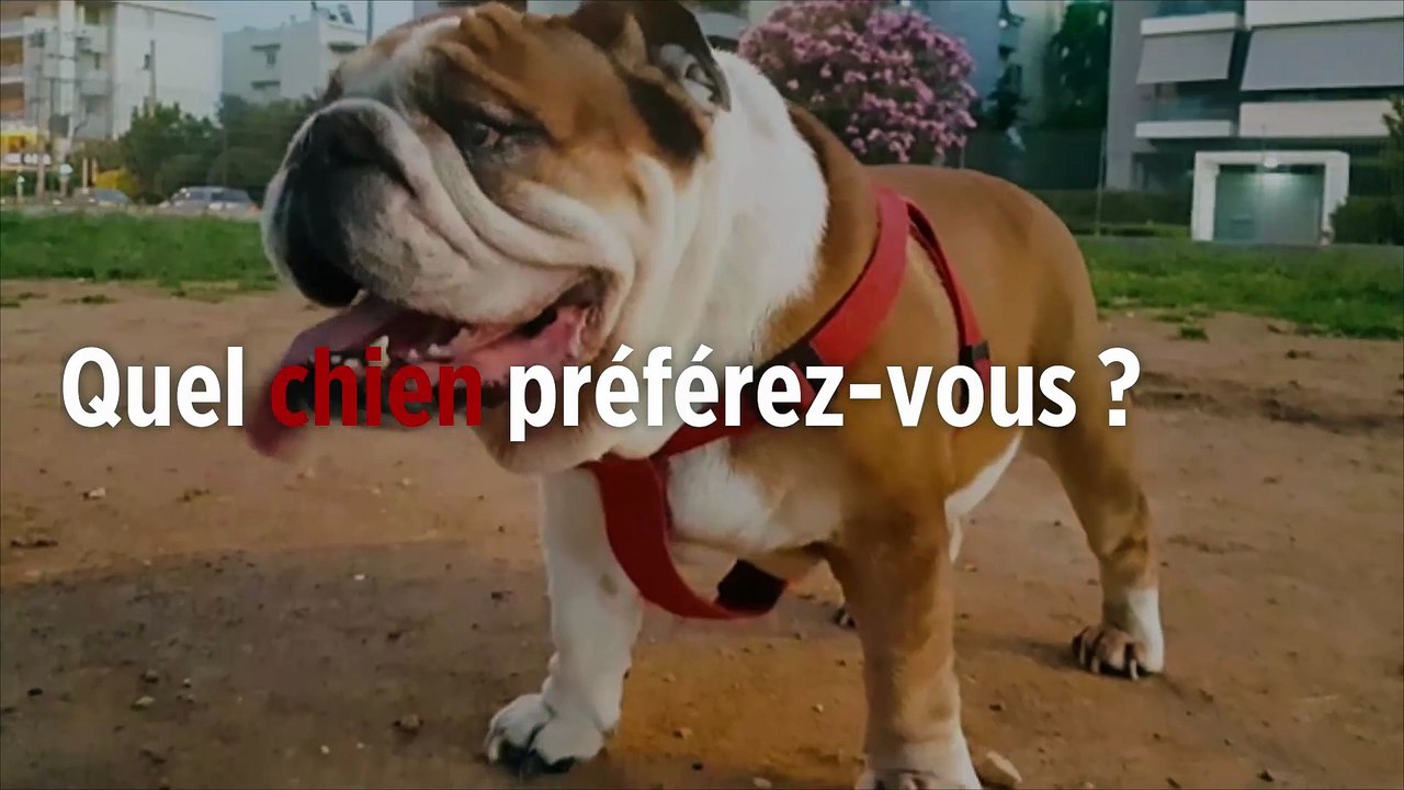 Quel est le chien préféré des Français en 2018 ?