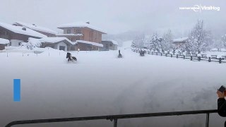 Glückliche Pferde spielen im Schnee