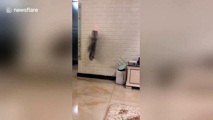 Cat amazes owner by scrambling up wall to chase laser light