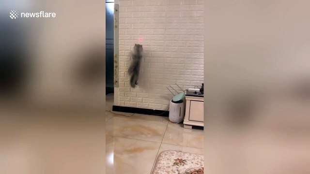 Cat amazes owner by scrambling up wall to chase laser light