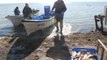 Balıkçıların Yeni Gelir Kapısı Oldu! Manyas Gölü'nden İsrail Sazanı Fışkırıyor