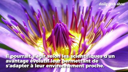 Les plantes peuvent écouter ce qu'il se passe autour d'elles