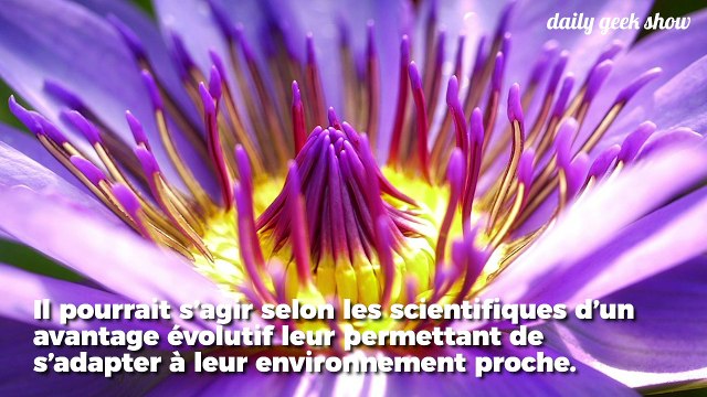 Les plantes peuvent écouter ce qu'il se passe autour d'elles