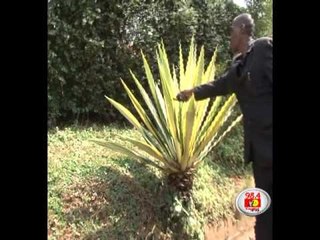 MP Mbiuki's bodyguard killed