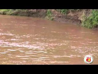 Wildebeest crossing goes wrong