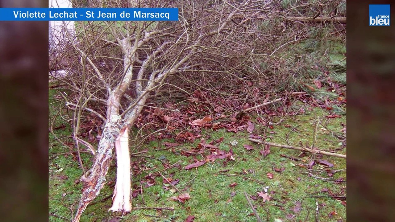 Tempête Klaus, l'album photos des Landais
