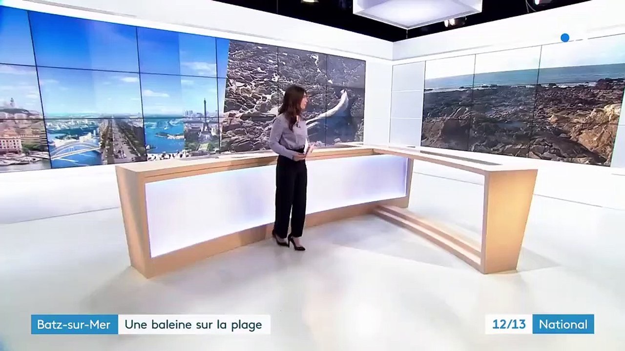 Loire-Atlantique : une baleine retrouvée échouée près de la Baule