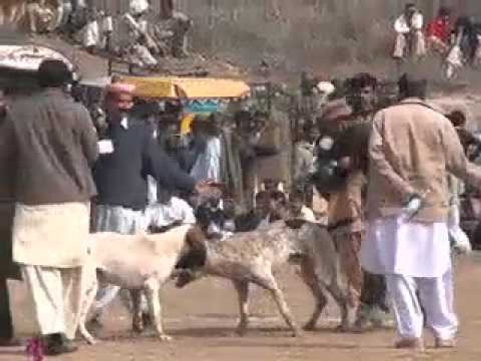 Dog fights illegal but still popular in Pakistan video Dailymotion