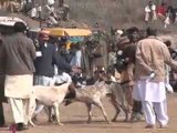 Dog fights illegal but still popular in Pakistan
