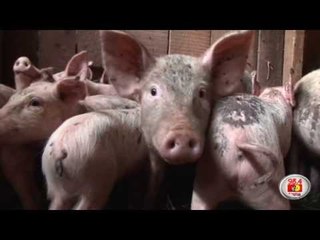 MPs' protest pigs now under protective care