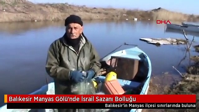 Balıkesir Manyas Gölü'nde İsrail Sazanı Bolluğu