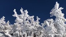 Trees completely covered in rime ice following California storms
