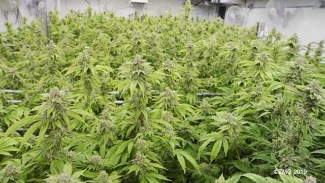 Michael Bloomberg Says The Idea of Legalizing Recreational Weed 'The Stupidest Thing Anybody Has Ever Done'