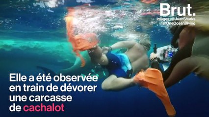 Une gigantesque femelle requin blanc repérée au large d'Hawaï