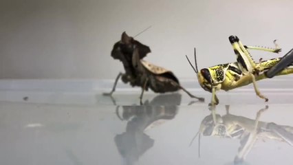 Une mante religieuse dévore un criquet.