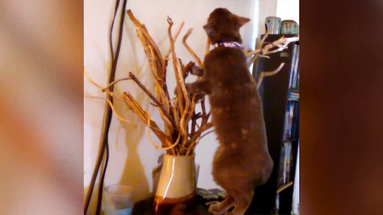 Cats Don't Care Funny Pets Clips  Best Funny Cat Videos Ever!!!!