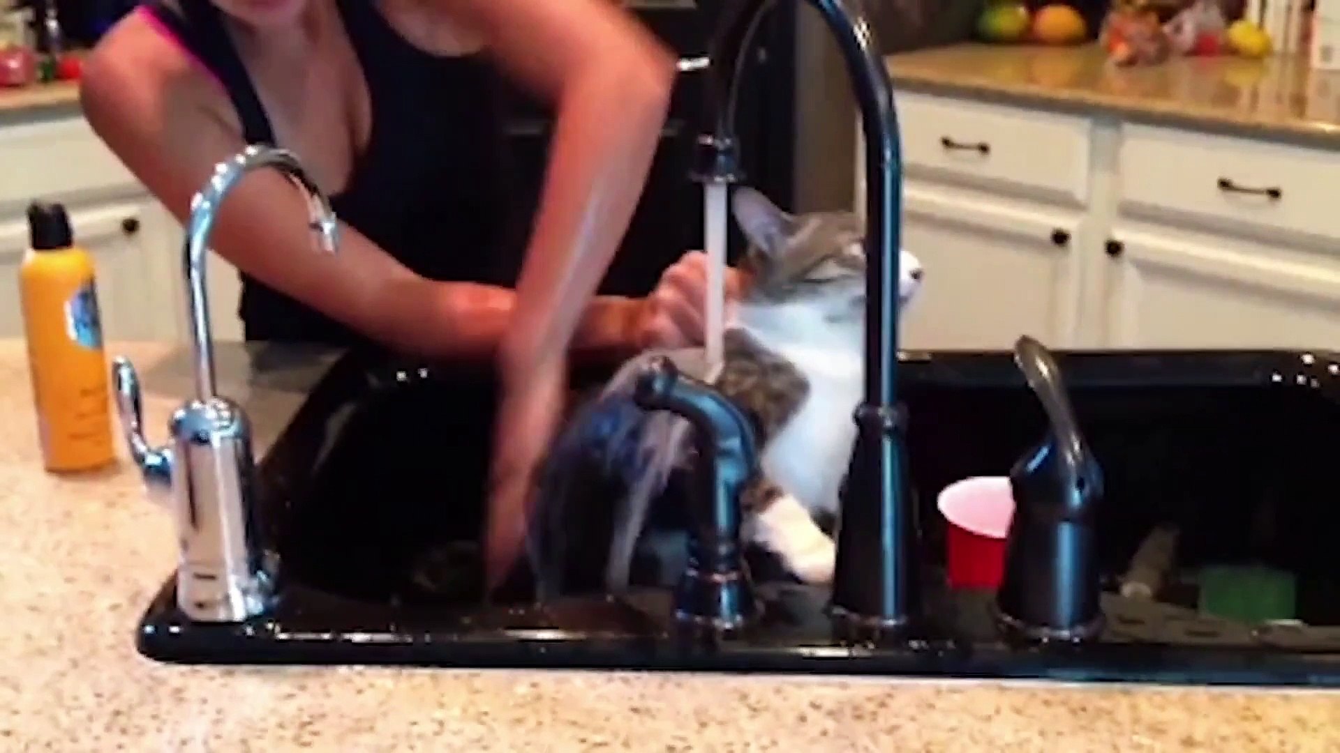 ⁣Cats Don't Care Funny Pets Clips Compilation!