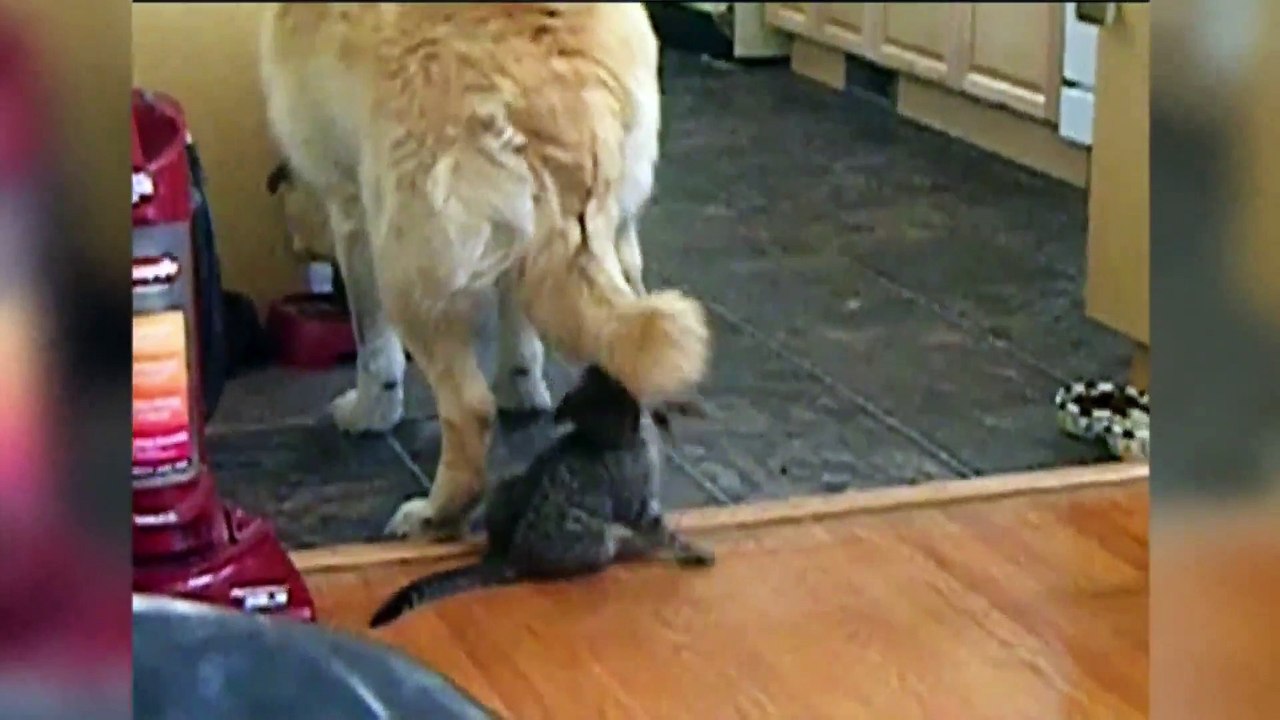 Funniest Cats And Kittens Compilation  Best Cute Cat Clips Ever!