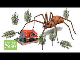 ¿Cómo alejar a las arañas de tu hogar? | Salud180