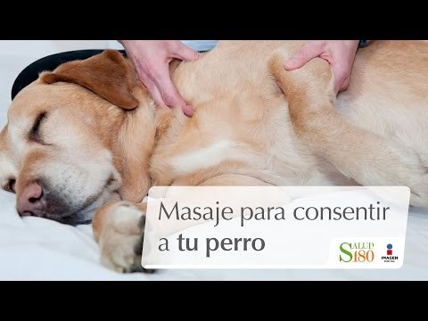 Masaje para consentir a tu perro | Relájate | Salud 180