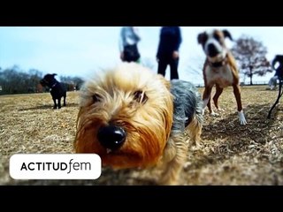 Lo que tu perro te diría si pudiera | ActitudFEM