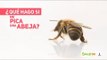 ¿Qué hago si me pica una abeja? | Salud180