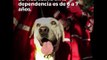 Perros rescatistas después del sismo | Soy Actitud