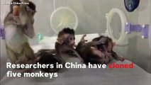 Chinese Researchers Clone Five Gene Edited Disease Monkeys