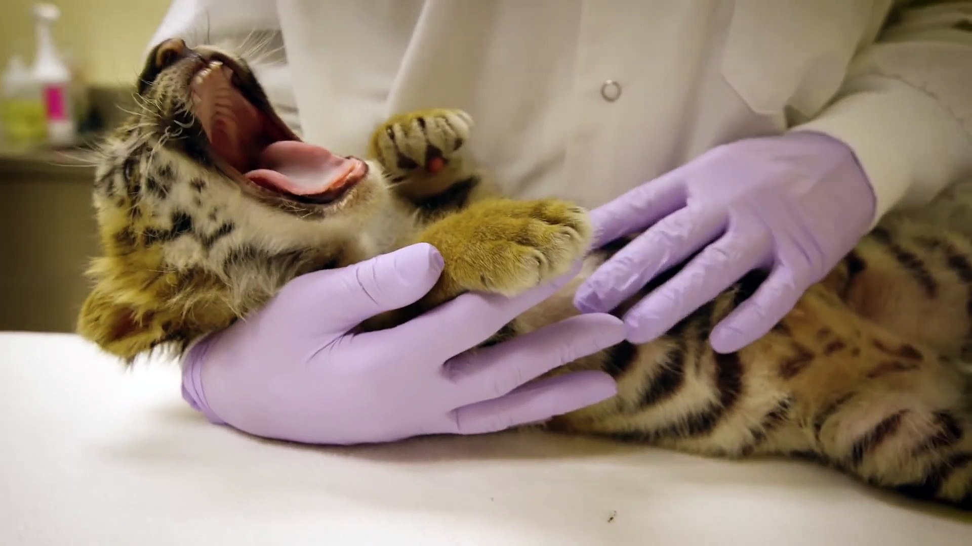 La Video Adorable Du Jour Gros Calin Avec Un Bebe Tigre Video Dailymotion