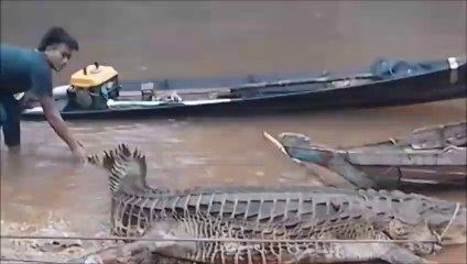 Ils capturent un énorme crocodile... Impressionnant