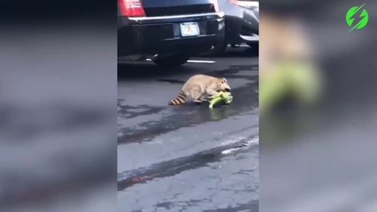 Ce raton laveur ne laisse aucune chance à ce pauvre iguane