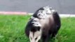 Cette maman opossum se balade avec ses 10 petits sur le dos
