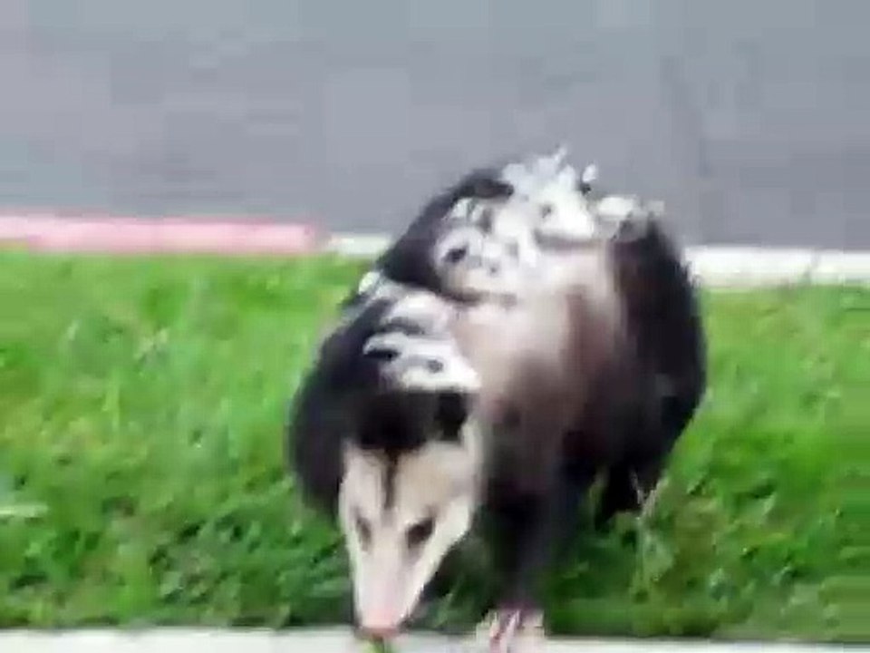 Cette maman opossum se balade avec ses 10 petits sur le dos